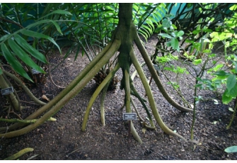   						Giải mã bí ẩn về những cây cọ biết đi trong rừng Ecuador