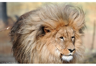   						Leon - sư tử đẹp trai nhất vườn thú Czech