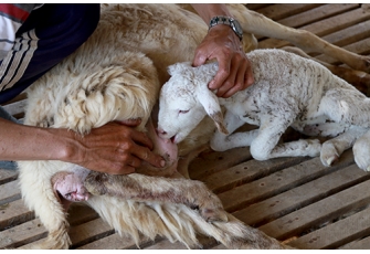   						Hàng trăm con cừu chết do hạn hán ở Ninh Thuận