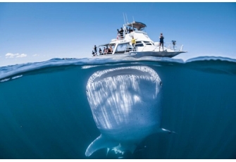   						Cá mập voi khổng lồ ghé sát camera của nhiếp ảnh gia